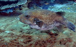 Sipadan_2015_Poisson coffre griffonne_Arothron mappa_IMG_2263_rc